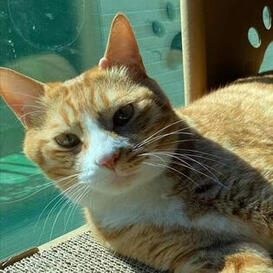 تبنى سوني من طبيب بيطري عندما كان في المرحلة المتوسطة حيث كان قطًا متروكًا. وقال لينو انها اسعد لحظات حياته