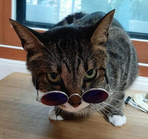 تبنى دوري من موقع للقطط المتروكة وهو أصغر قط في عائلته